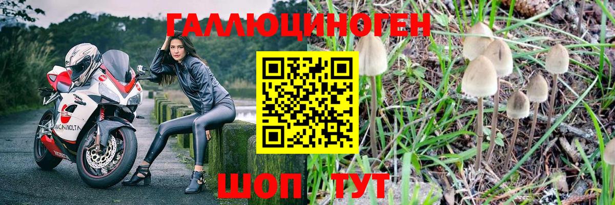 Псилоцибиновые грибы Psilocybe  Нижнекамск 